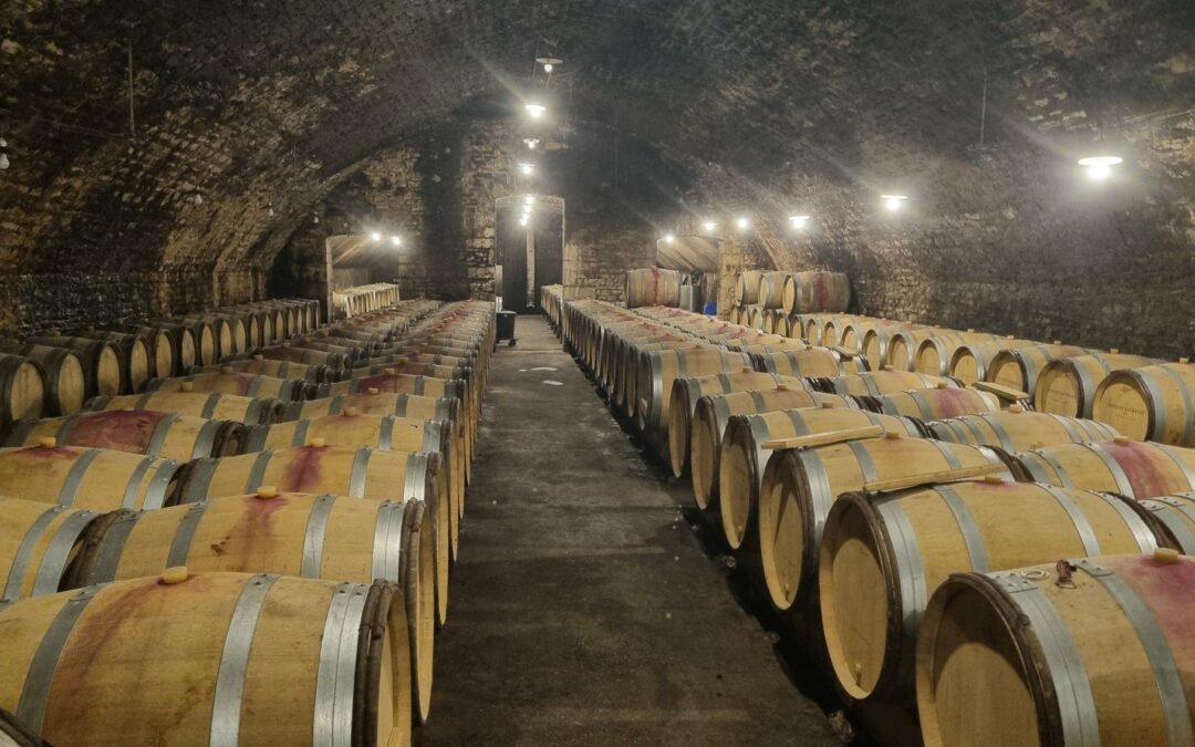 🍇 NOUVELLE INSTALLATION POUR ALPHATRAITE !🍷